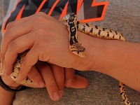 Gopher Snake