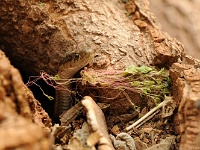 Capitol Reef