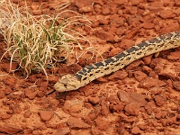 Capitol Reef