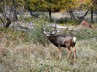 Zion NP