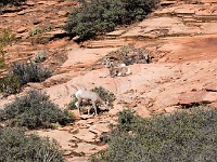 Zion NP