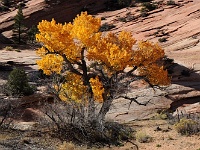 Zion NP