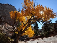 Zion NP