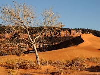 Coral Pink Sand Dunes