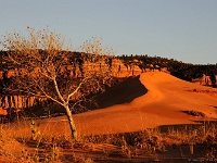 Coral Pink Sand Dunes