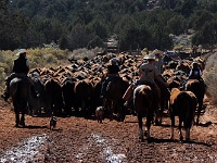 Cowboys at work