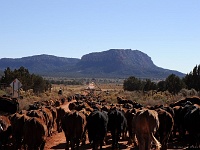 Cowboys at work