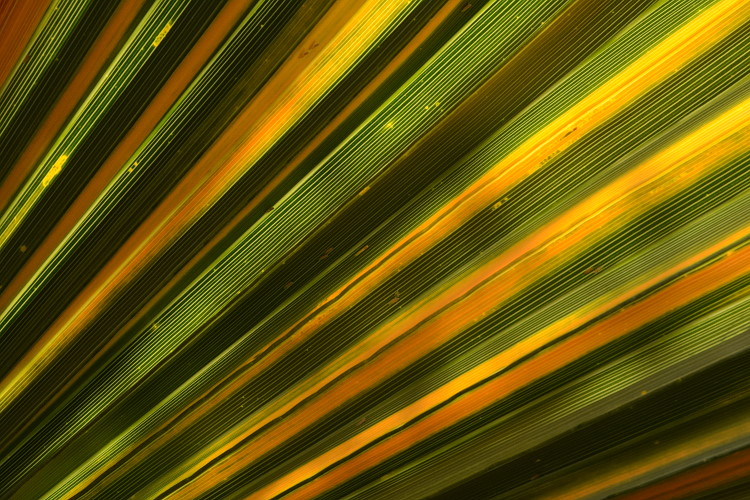 009