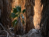 1000 Palms Oasis