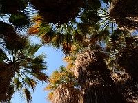 1000 Palms Oasis