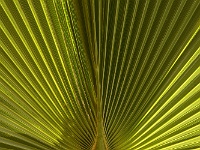 1000 Palms Oasis
