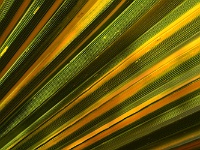 1000 Palms Oasis