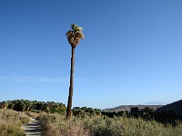 1000 Palms Oasis