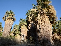 1000 Palms Oasis