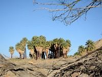 1000 Palms Oasis