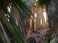 1000 Palms Oasis