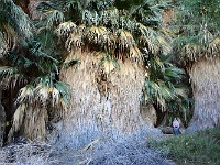 1000 Palms Oasis