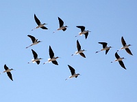 Salton Sea