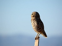 Salton Sea - Burrowing Owl