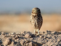Salton Sea - Burrowing Owl