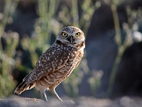 Salton Sea - Burrowing Owl