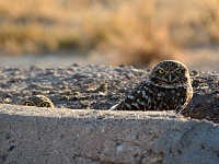 Salton Sea - Burrowing Owl