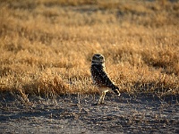 Salton Sea - Burrowing Owl