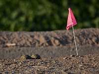 Salton Sea - Burrowing Owl