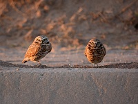 Salton Sea - Burrowing Owl