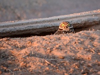 Salton Sea - Burrowing Owl