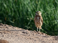 Salton Sea - Burrowing Owl