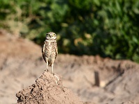 Salton Sea - Burrowing Owl