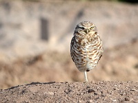 Salton Sea - Burrowing Owl