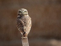 Salton Sea - Burrowing Owl