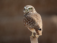 Salton Sea - Burrowing Owl