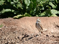 Salton Sea - Burrowing Owl