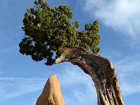 Joshua Tree NP