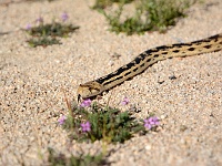 Joshua Tree NP