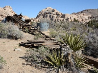 Joshua Tree NP