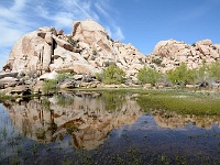 Joshua Tree NP
