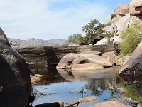 Joshua Tree NP