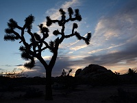 Joshua Tree NP