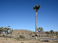 Joshua Tree NP