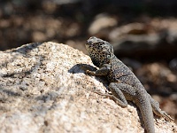 Joshua Tree NP