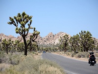 Joshua Tree NP