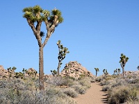 Joshua Tree NP