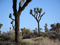 Joshua Tree NP