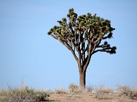 Joshua Tree NP