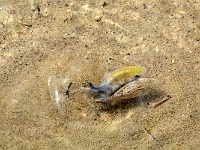 Death Valley - Salt Creek
