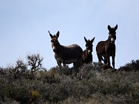 Death Valley - Wild Burros